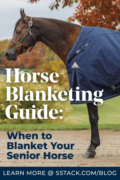 Senior horses need more TLC in the winter than your average horse. Because they can’t handle the cold, blanketing is essential to ensure they stay warm and healthy during the colder months. In this blog, we will go over why senior horses have different blanketing needs, how to choose the right blanket, signs your senior horse needs a blanket, and common mistakes to avoid when blanketing your senior horse. Senior Horse Care, Dressage Exercises, Healthy Horses, Miniature Horses, Horse Tail, Weight Changes, Body Condition, Horse Blankets, Miniature Horse