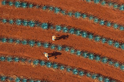 Tequila Don Julio and Gray Malin Introduce the 'Agave Series': A Captivating Aerial Journey through Jalisco's Agave Fields Tequila Don Julio, Agave Field, Gray Malin, Photography Themes, Aerial Images, Popular Photography, Holiday Photography, Fine Art Photography Print, Photography Prints Art