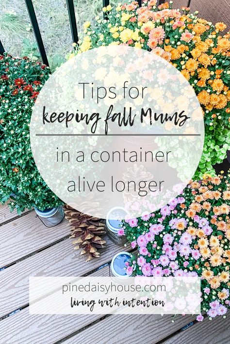 Tips for keeping your fall mums alive longer Fall Back Deck Decorating Ideas, Keeping Mums Alive, Fall Deck Ideas, How To Keep Mums Alive, How To Keep Mums Alive Longer, Backyard Fall Decor, Fall Deck Decor, Small Fall Porch, Fall Flower Boxes