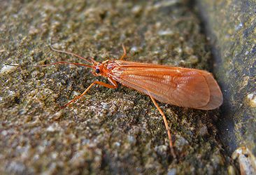 October Caddis Aquatic Macroinvertebrates, Caddis Fly, Aquatic Insects, Caddis Flies, Trout Recipes, Early Photos, Fish Food, Animal Groups, I Am Looking