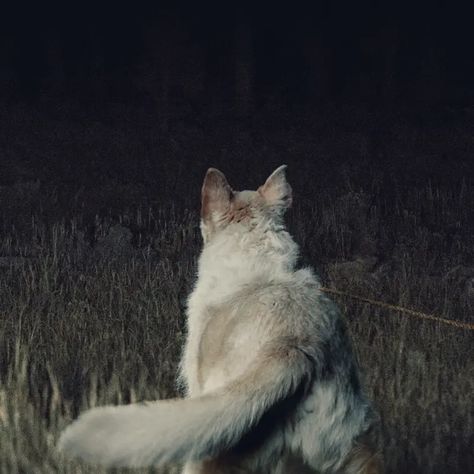 The Blackcoat’s Daughter | A24 Wolf Wallpaper Dark, Wolf Phone Wallpaper, Nocturnal Animals Movie, A24 Wallpaper, It Comes At Night, Top Horror Movies, Lone Wolf Quotes, Dark Wolf, Spooky Background