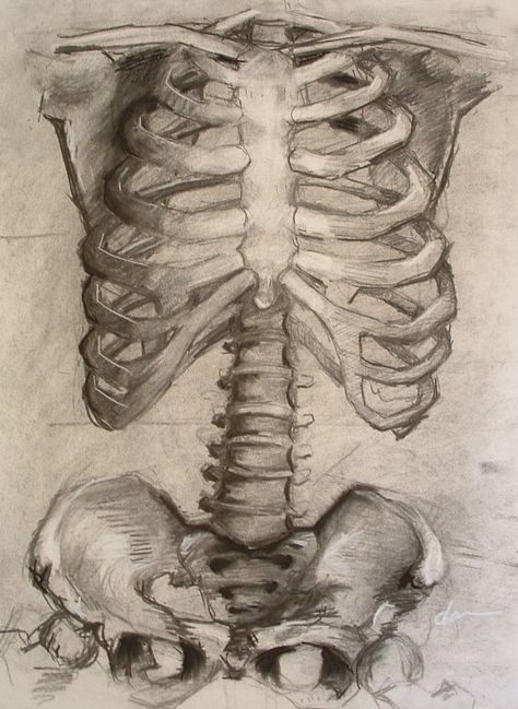 ribcage sketches Rib Cage Drawing, Human Rib Cage, Bone Drawing, Drawing Anatomy, Skeleton Anatomy, Skeleton Drawings, Gcse Art Sketchbook, Human Skeleton, Human Anatomy Art