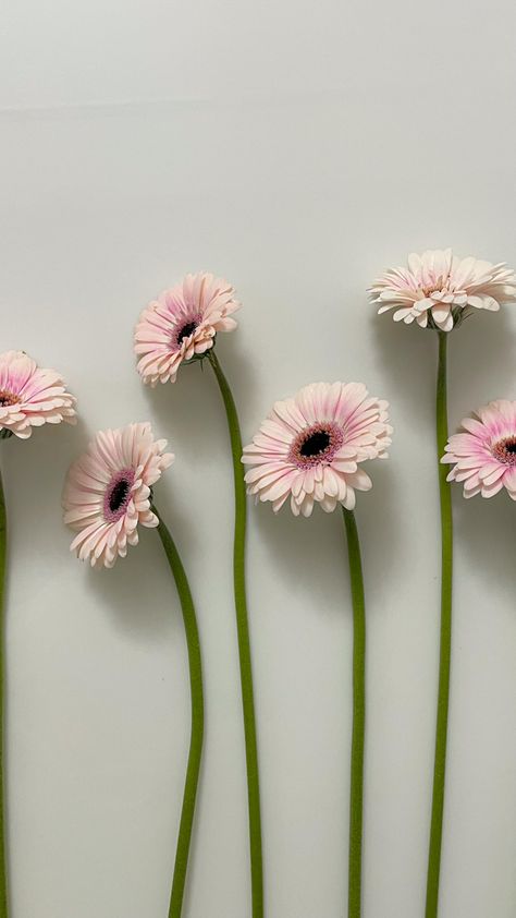 Gerbera flower Gerbera Daisy Wallpaper, Simplicity Wallpaper, Daisy Flower Arrangements, Ipad Customization, Fav Flower, There Is Beauty In Simplicity, Grid Wallpaper, Pink Gerbera, Daisy Wallpaper