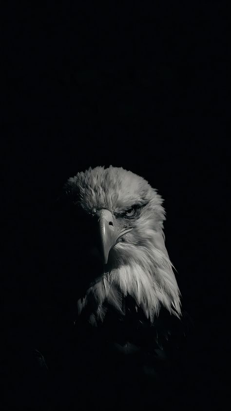 Eagle Dark Aesthetic, Eagle Wallpaper Aesthetic, Eagle Aesthetic Wallpaper, Black Photography Dark, Black Animal Wallpaper, Artistic Wallpaper Aesthetic, Eagle Wallpaper Iphone, Eagle Pic, Eagle Aesthetic