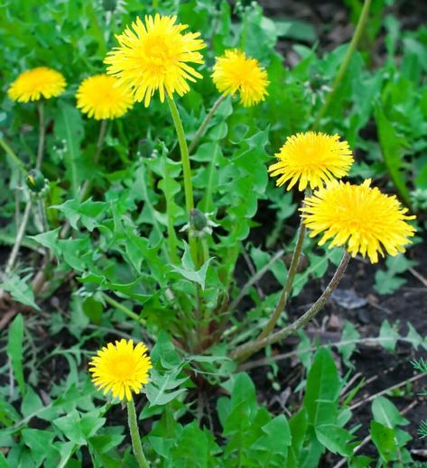 Dandelion-flowers Dandelion Pictures, Planting Zones, Dandelion Benefits, Dandelion Plant, Pollinator Plants, Best Edibles, Perennial Vegetables, Perennial Herbs, Dandelion Seed