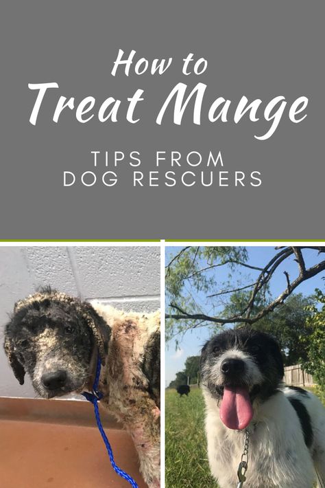 Dog rescuers in Houston (Stray Dog City) give their top tips on how to treat mange (sarcoptic mange, red mange, demodex mange, scabies). Learn what works and what doesn't. Fast results, usually within 4 weeks. How To Treat Mange In Dogs, Mange In Dogs How To Get Rid Of, Mange On Dogs, Dog Skin Problems Pictures, Animals Sanctuary, Mange In Dogs, Mites On Dogs, Dog Mange, Dog City