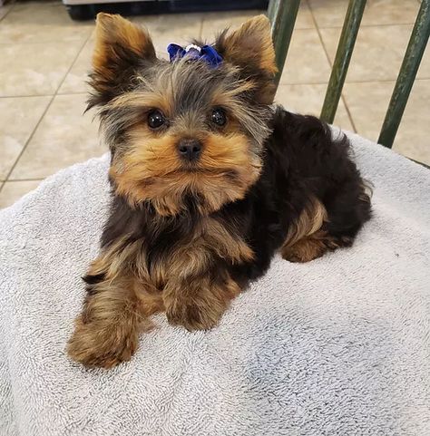 Teacup Yorkie Puppies for sale, Tennessee, Heartland Ranch Kennels Baby Exotic Animals, Yorkie Puppy Cut, Toy Yorkie, Yorkie Puppies For Adoption, Yorkie Poo Puppies, Morkie Puppies, Biewer Yorkie, Yorkie Puppy For Sale, Cute Teacup Puppies