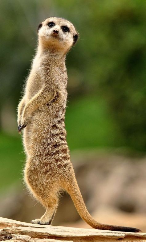 Baby Meerkat, Regnul Animal, Desert Animals, African Wildlife, Animal Totems, African Animals, Animals Of The World, Sweet Animals, Animal Planet