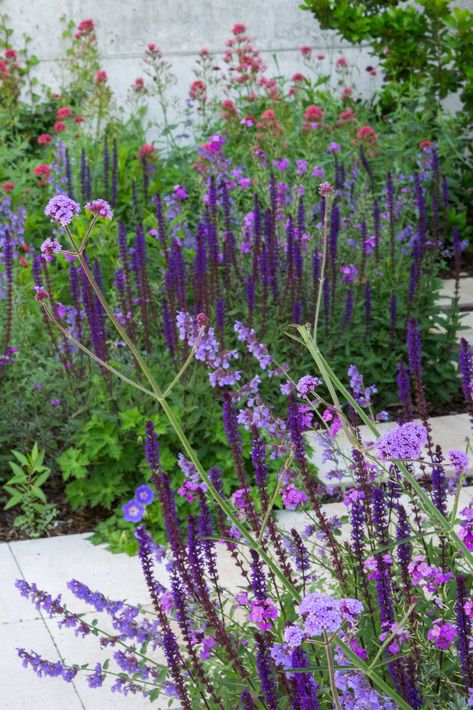 Beautiful entrance with Nepeta Walker's Low, Erysimum Bowles Mauve, Salvia Nemorosa Caradonna and Vebena Bonariensis in TDI7 garden in Madrid Erysimum Bowles Mauve, Salvia Caradonna Combination, Verbena Bonariensis Combination, Salvia Caradonna, Bowles Mauve, Flower Combinations, Salvia Nemorosa, Verbena Bonariensis, Beautiful Entrance