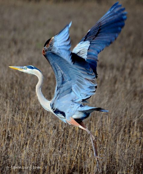 Louisiana Wildlife, Heron Photography, Ocean Birds, Heron Tattoo, Heron Photo, Heron Art, Beautiful Wildlife, Southern Art, Great Blue Heron