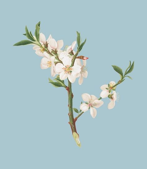 Almond tree flower (Prunus dulcis) | Free Photo Illustration - rawpixel Almond Illustration, Prunus Dulcis, Almond Flower, Almond Tree, Flower Illustrations, Almond Blossom, Blossom Trees, Flowering Trees, Flower Illustration