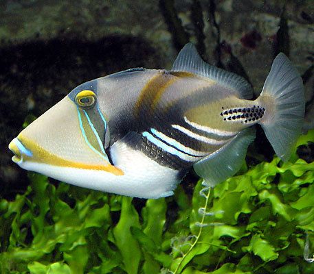 The reef, rectangular, or wedge-tail triggerfish, also known by its Hawaiian name, humuhumunukunukuāpuaʻa (or just humuhumu for short; meaning "blunt nosed fish that is sewn together like a patchwork quilt and grunts like a pig" for the sound it makes when cornered or caught). Creature Marine, Under The Water, Salt Water Fish, Ocean Floor, Saltwater Tank, Beautiful Sea Creatures, Marine Fish, On The Ocean, Underwater Creatures