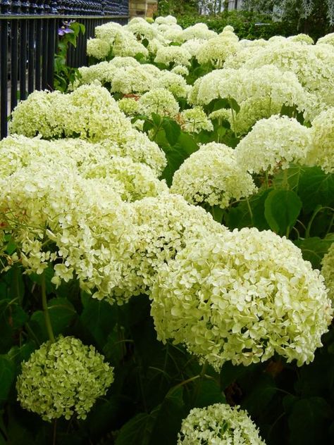 Hydrangea Aspera, Smooth Hydrangea, Hydrangea Arborescens, Planting Hydrangeas, Green Leaves, Hydrangea, Lime Green, Dried Flowers, Flower Garden