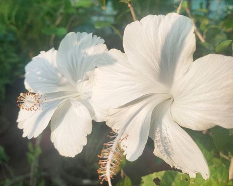 sam White Hibiscus, Theme Nature, Nothing But Flowers, Flower Therapy, Pretty Plants, Hibiscus Flowers, Nature Aesthetic, Love Flowers, My Flower