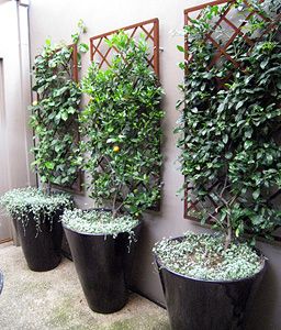 Small Patio Design, Small Courtyard Gardens, Walled Garden, Garden Pictures, Pergola Patio, Small Space Gardening, Garden Trellis, Garden Fence, Small Gardens