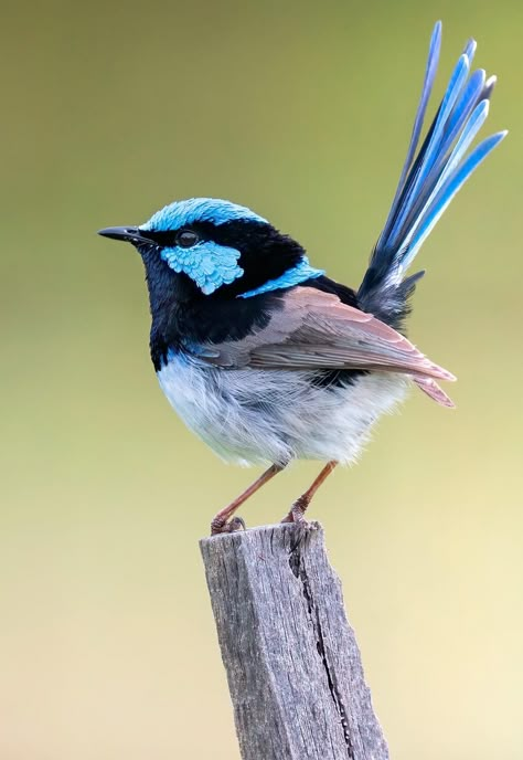 Mulberry Tattoo, Blue Wren, Birds Photography Nature, Bird Reference, Fairy Wren, Wild Animal Wallpaper, Bird Identification, Bird Images, Birds Photography