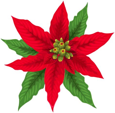 Red Poinsettia, Free Clipart, Christmas Clipart, Christmas Png, Clipart Images, Poinsettia, Png Clipart, Transparent Png, Png Image