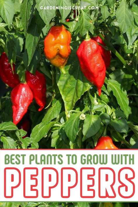 Choosing the right plants to grow with your peppers is important to ensure they don’t compete for nutrients, space, or sunlight. Follow this list of pepper companion plants that are suitable for growing alongside your peppers (plus, what NOT to plant near your peppers!) Companion Plants For Peppers, Pepper Companion Plants, Growing Peppers, Companion Plants, Plants To Grow, Companion Planting, Fruit And Veg, Cool Plants, Amazing Gardens