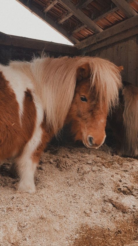 Mini Horse Aesthetic, Cute Shetland Pony, Shetland Pony Riding, Shetland Pony Aesthetic, Horses Snapchat, Horse Snapchat, Shetland Pony Stable, Shetty Pony, Stable Aesthetic