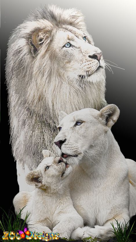 Family of white lions. A composition of three images. changed the color of the male from yellow to white. and enhanced the color of the mane and eyes Aesthetic Lion Wallpaper, Lion Family Drawing, Wallpaper Lion King, Aesthetic Lion, Lion Aesthetic, Albino Lion, Lions Tattoo, Wallpaper Lion, Lion Photo