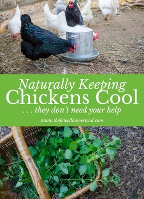 Chicken Feed Diy Ideas, Chicken Rearing Ideas, Layer Feed For Chickens, Free Chicken Food, What Can I Feed My Chickens, What Not To Feed Chickens, Grow Your Own Chicken Feed, What Do Chickens Eat, Soaking Chicken Feed