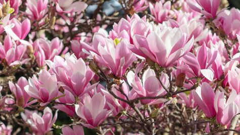 Jane Magnolia Tree, Magnolia Liliiflora, Magnolia Jane, Jane Magnolia, Lady Banks Rose, Spring Flowering Trees, Drought Tolerant Shrubs, Trees For Front Yard, Orchid Tree