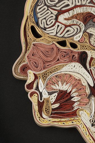 Wow.... weird and beautiful what has been done with paper.... Physiology Study, Arte Quilling, High School Art Lessons, Folding Origami, Juxtapoz Magazine, Paper Illustration, Cross Section, High School Art, Wow Art