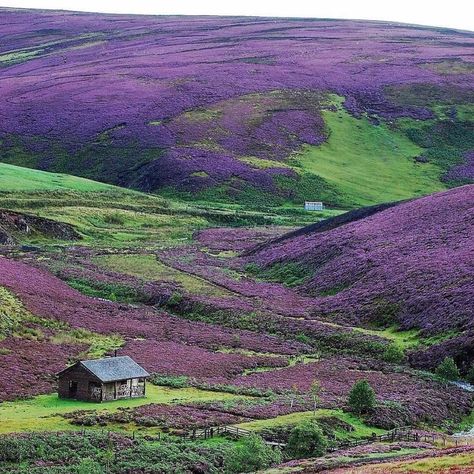 The Purple Heather in Scotland. Stunningly Beautiful. Scottish Heather, Scotland Forever, Purple Heather, Visit Scotland, Scottish Landscape, England And Scotland, To Infinity And Beyond, Scotland Travel, Scottish Highlands