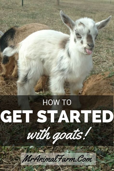 Getting Started Raising goats can be easy! Find out how to choose your first goats through how to take care of your goats daily. Types Of Goats, Keeping Goats, Female Goat, Meat Rabbits, Goat Care, Raising Goats, Pygmy Goat, Farm Family, Dairy Goats