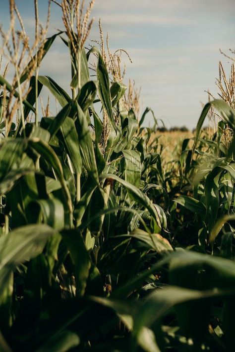 Corn Farming, Homestead Property, Agriculture Photography, Agriculture Photos, Crop Field, Corn Field, Farm Lifestyle, Farm Photography, Summer Corn