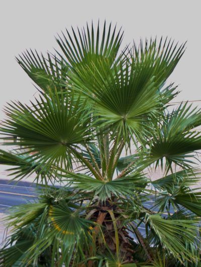 Mexican Palm Tree, Moss Lawns, Palm Tree Garden, Palm Tree Care, Fan Palm Tree, Rose Bush Care, Tomato Planting, Palm Trees Garden, Mexican Fan Palm