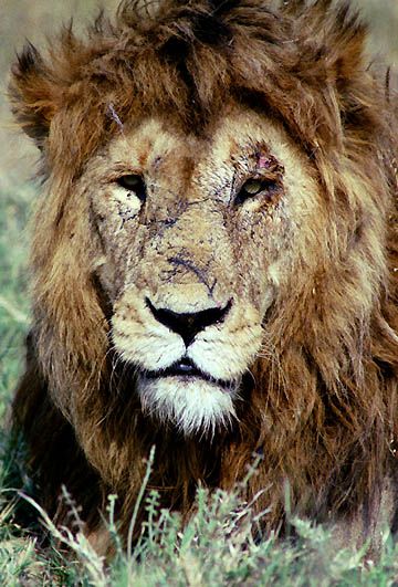 Tired, old, beaten-up lion. Scarred Lion Tattoo, Lion Warrior, Old Lion, Lion Tattoo Sleeves, Fierce Animals, Lion Love, Lion Tattoo Design, Wild Kingdom, Battle Scars