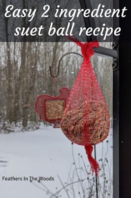 How To Make Suet, Winter Bird Houses Diy, Suet Balls For Birds, Home Made Bird Food, Bird Suet Recipes Homemade, Suet Cakes For Birds Recipes, Bird Food Recipes, Bird Seed Crafts, Suet Recipe