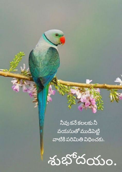 Good Morning Quotes Telugu, Telugu Good Morning Quotes, Telugu Inspirational Quotes, Good Morning Flowers Quotes, Telugu Quotes, Quotes Telugu, Good Morning Beautiful Quotes, Very Funny Jokes, Catholic Art