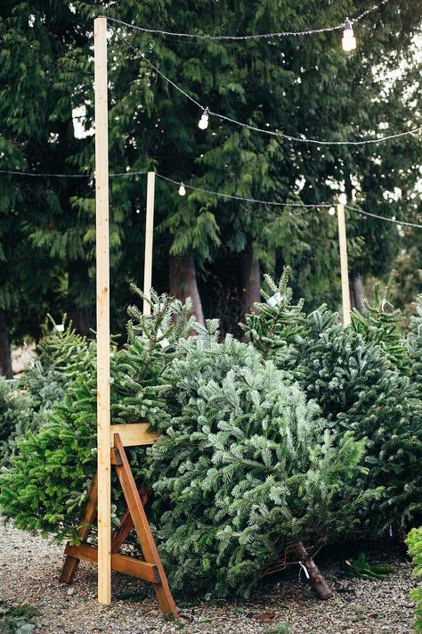 Christmas Tree Guide, Future Christmas, Christmas Tree Photography, Winter Farm, Natural Christmas Tree, Christmas Greens, Evergreen Christmas, Christmas Tree Lots, Brown Tree