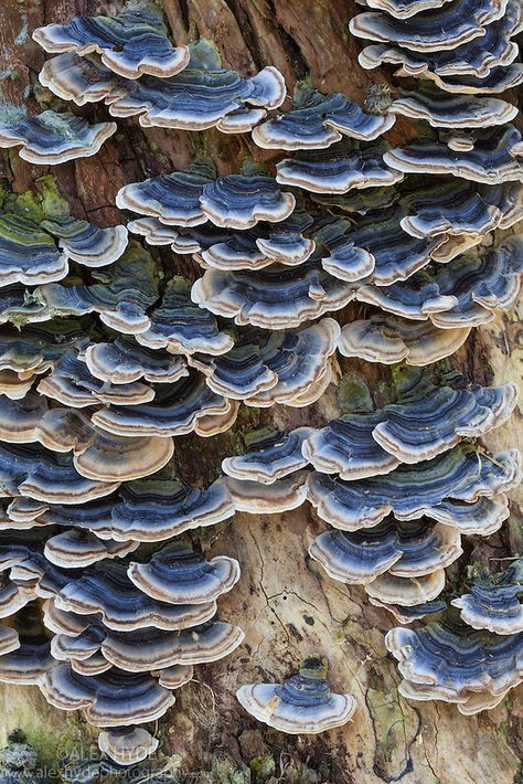 Mushrooms On Trees, Skin Fungus, Alder Tree, Tree Mushrooms, Lichen Moss, Mushroom Pictures, Plant Fungus, Mushroom Fungi, Wild Mushrooms