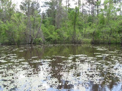 It might look like yucky, stagnant water but trust me, it really is vital to the ecosystem :) Stagnant Water, Livingston, Ecosystem, Trust Me, Mood Board, Lake, Natural Landmarks, Water, Travel