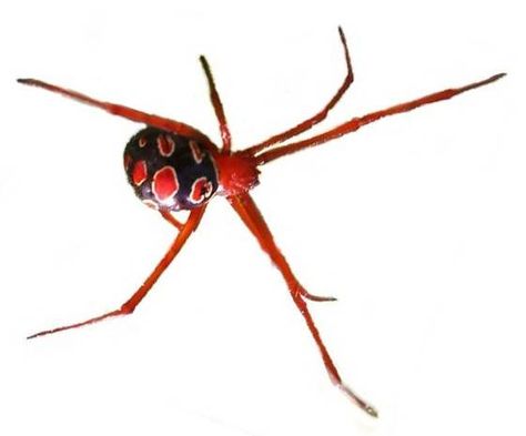 Red Widow Spider, Demon Ocs, Spider Identification, Red Widow, Types Of Spiders, Widow Spider, Red Spider, Last Child, Survival Life