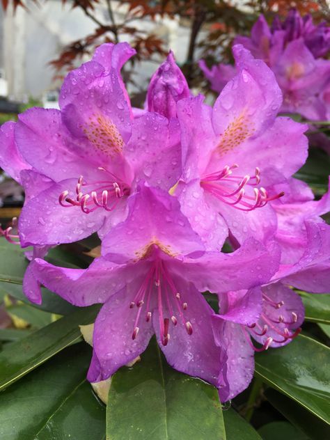 Rhododendron (ponticum) in State College, PA Fairy Alchemist, Garden Homestead, State College Pa, Plant Fungus, Painting Inspo, Thread Painting, Flowering Shrubs, Needle Thread, State College