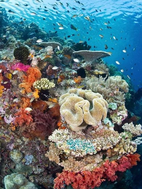 Coral Reef Photography, Ocean Garden, Spooky World, Sea Dream, Underwater Painting, Underwater Animals, Underwater Art, Ocean Pictures, Bird Book