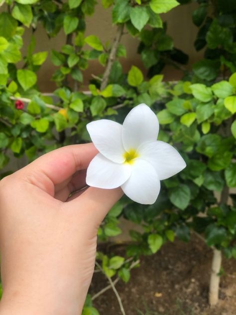 pretty white, 5 petals Five Petal Flower Tattoo, 3 Petal Flower, 5 Petal Flower, Five Petal Flower, Easy Flowers, Petal Flower, Table Inspiration, Hand Embroidery Art, Flower Petals