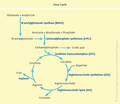 Glycolysis Pathways, Urea Cycle, Biochemistry Notes, Organic Chemistry Study, Acetyl Coa, Lovers Pics, Medical Anatomy, Pre Med, 2nd Year