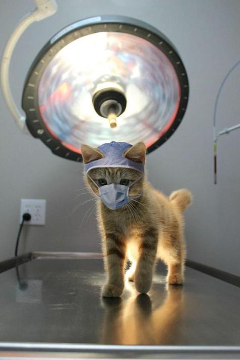 Cat Scan, Image Chat, Cute Kittens, Funny Animal Pictures, Best Funny Pictures, Animal Memes, Crazy Cats, Cat Pics, Cat Love