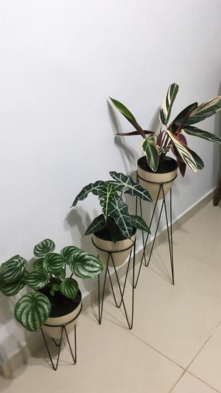 Wishlist Plants, Art Gallery Wallpaper, Welcome To The Jungle, Plant Mom, Plant Decor, Garden Tools, Plants, Flowers, Green