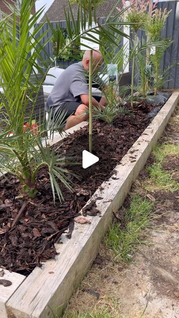 Hari Harris on Instagram: "RUN DON’T WALK TO Asda for their Salix Flamingo trees at just £13 😮 
Over the weekend I added a new look to the raised flower beds, including the @asda Salix trees and some Pheonix from @bm_stores which were £10! 
Absolutely love how the new flower beds look and can’t wait for the trees to mature 🌸🦩

#FlamingoTree #AsdaFinds #Asda #AsdaSalixTree #FlowerBed #NewFlowerBed #MrsHinchHome #MrsHinch #Gardening #FlowerBedDesign #Tree #GardeningLife #BargainShopping" Tree Raised Bed, Flamingo Tree Garden, Salix Flamingo Tree Border, Salix Flamingo Tree, Flamingo Tree, Tree Borders, Raised Flower Beds, Flower Bed Designs, New Flower