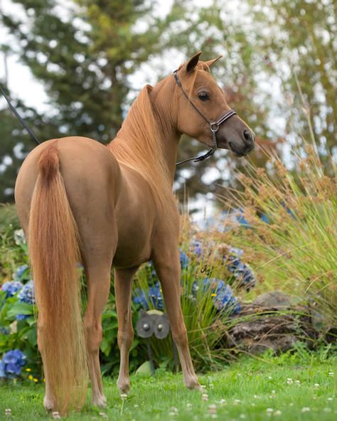 American Miniature Horse, Horse Chesnut, Horse Colours, Chestnut Mare, Mare Horse, Mini Horses, Basic Coat, Barrel Racing Saddles, Horse Breeder