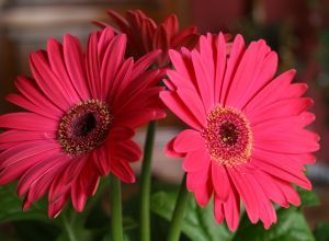 Gerbera Daisy Care, Viola Flower, Geranium Plant, Gerbera Flower, نباتات منزلية, Gerbera Daisies, Long Flowers, Gerber Daisies, Indoor Flowers