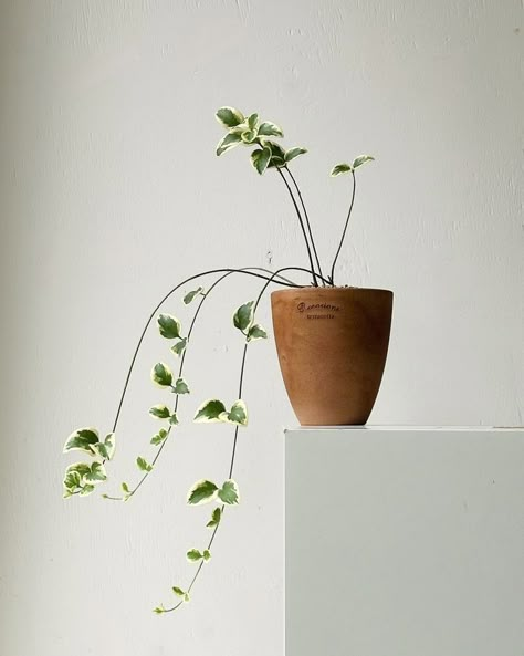 Wood And Plants Aesthetic, Indoor Plants Photography, Storie Ig, Indoor Planting, Minimal Plant, Plant Light, Ikebana Flower, Ikebana Flower Arrangement, Dieter Rams