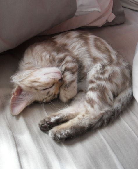 Cute Bengal Kitty sleeping! White Bengal Cat, Bengal Kitten, Pretty Animals, Fluffy Animals, Bengal Cat, Cute Cats And Dogs, Silly Cats, Pretty Cats