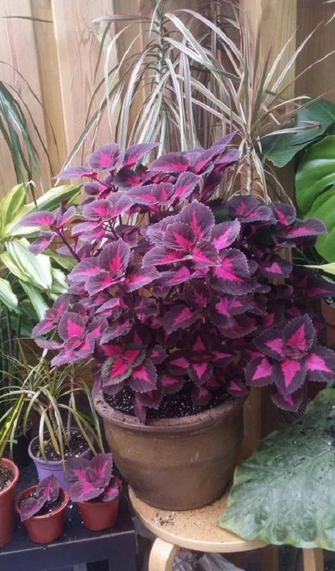 54 Most Beautiful Purple Coleus Varieties | Balcony Garden Web Purple Coleus Plant, Coleus Plants Varieties, Purple Coleus, Coleus Containers, Coleus Varieties, Purple Monochromatic, Summer Planters, Monochromatic Flowers, Purple Foliage